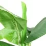 Árbol bananero artificial con macetero 300 cm verde de vidaXL, Flora artificial - Ref: Foro24-336315, Precio: 230,48 €, Descu...