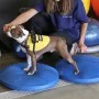 FitPAWS Pet Balance Disc Blue 36 cm by FitPAWS, Pet Exercise Equipment - Ref: Foro24-433818, Price: 44,29 €, Discount: %