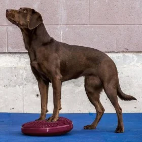 FitPAWS Balance disc for pets red fruit color 36 cm by FitPAWS, Pet Exercise Equipment - Ref: Foro24-433833, Price: 44,29 €, ...