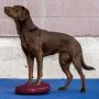 FitPAWS Balance disc for pets red fruit color 36 cm by FitPAWS, Pet Exercise Equipment - Ref: Foro24-433833, Price: 44,29 €, ...