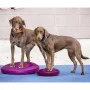 FitPAWS Balance disc for pets red fruit color 36 cm by FitPAWS, Pet Exercise Equipment - Ref: Foro24-433833, Price: 44,29 €, ...