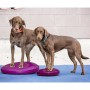 FitPAWS Disco de equilibrio para mascotas color frutos rojos 36 cm de FitPAWS, Equipos para el ejercicio de mascotas - Ref: F...