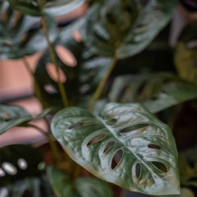 Emerald Arbusto artificial de Monstera Monkey en maceta 43 cm de Emerald, Flora artificial - Ref: Foro24-444642, Precio: 21,2...