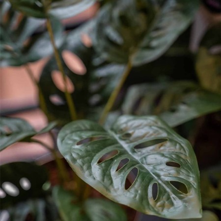 Emerald Arbusto artificial de Monstera Monkey en maceta 43 cm de Emerald, Flora artificial - Ref: Foro24-444642, Precio: 21,2...