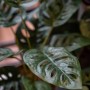 Emerald Arbusto artificial de Monstera Monkey en maceta 43 cm de Emerald, Flora artificial - Ref: Foro24-444642, Precio: 21,2...