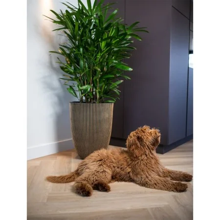 Capi Jarrón elegante Groove negro y dorado 46x58 cm de Capi, Maceteros y jardineras - Ref: Foro24-445495, Precio: 167,80 €, D...