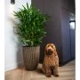 Capi Jarrón elegante Groove negro y dorado 46x58 cm de Capi, Maceteros y jardineras - Ref: Foro24-445495, Precio: 167,80 €, D...