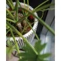 Capi Maceta Groove color marfil 35x34 cm de Capi, Maceteros y jardineras - Ref: Foro24-445490, Precio: 63,84 €, Descuento: %