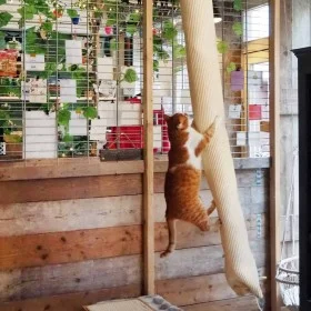 Quapas! Saco de escalada para gatos sisal 180 cm de Quapas!, Mobiliario para gatos - Ref: Foro24-446809, Precio: 69,90 €, Des...