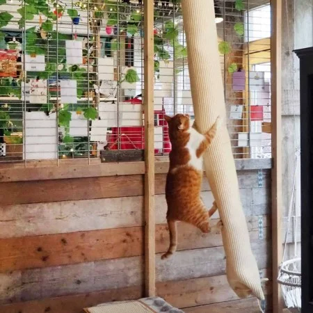 Quapas! Saco de escalada para gatos sisal 180 cm de Quapas!, Mobiliario para gatos - Ref: Foro24-446809, Precio: 69,90 €, Des...
