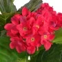 Artificial hydrangea plant with pot 60 cm red by , artificial flora - Ref: Foro24-244440, Price: 26,78 €, Discount: %