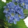 Künstliche Hortensienpflanze mit Topf 60 cm blau von vidaXL, Künstliche Flora - Ref: Foro24-244439, Preis: 27,76 €, Rabatt: %