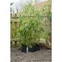 Nature Lona protectora de raíces HDPE negro 0,7x3 m de Nature, Accesorios de jardinería - Ref: Foro24-403652, Precio: 45,62 €...