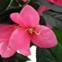 Planta artificial azalea con maceta 155 cm verde y rosa de vidaXL, Flora artificial - Ref: Foro24-245951, Precio: 71,32 €, De...