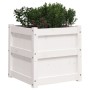 Jardinera madera maciza de pino blanco 50x50x50 cm de , Maceteros y jardineras - Ref: Foro24-837416, Precio: 62,05 €, Descuen...