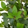 Artificial laurel tree plant with green pot 150 cm by , artificial flora - Ref: Foro24-280181, Price: 100,35 €, Discount: %