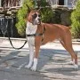 PetSafe Easy Walk Dog Harness Black S by PetSafe, Harnesses and collars for pets - Ref: Foro24-428425, Price: 19,03 €, Discou...