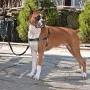 PetSafe Arnés para perros Easy Walk negro L de PetSafe, Arneses y collares para mascotas - Ref: Foro24-428427, Precio: 23,84 ...