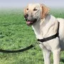 PetSafe Arnés para perros Easy Walk negro L de PetSafe, Arneses y collares para mascotas - Ref: Foro24-428427, Precio: 23,84 ...