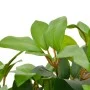 Artificial plant laurel tree with pot 40 cm green by vidaXL, artificial flora - Ref: Foro24-280177, Price: 29,90 €, Discount: %