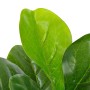 Planta artificial ficus con macetero 90 cm verde de vidaXL, Flora artificial - Ref: Foro24-280172, Precio: 37,91 €, Descuento: %