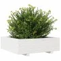 Jardinera de madera maciza de pino blanca 80x80x26,5 cm de , Maceteros y jardineras - Ref: Foro24-847309, Precio: 99,80 €, De...