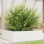 Jardinera de madera maciza de pino blanca 80x80x23 cm de , Maceteros y jardineras - Ref: Foro24-847199, Precio: 76,80 €, Desc...