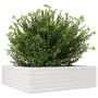 Jardinera de madera maciza de pino blanca 80x80x23 cm de , Maceteros y jardineras - Ref: Foro24-847199, Precio: 76,80 €, Desc...