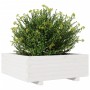 Jardinera de madera maciza de pino blanco 70x70x26,5 cm de , Maceteros y jardineras - Ref: Foro24-847304, Precio: 88,50 €, De...