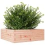 Jardinera madera maciza de abeto Douglas 70x70x23 cm de , Maceteros y jardineras - Ref: Foro24-847196, Precio: 61,15 €, Descu...