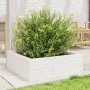 Jardinera de madera maciza de pino blanca 70x70x23 cm de , Maceteros y jardineras - Ref: Foro24-847194, Precio: 68,82 €, Desc...