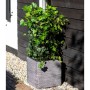 Capi Maceta cuadrada Nature Rib gris antracita 50x50 cm de , Maceteros y jardineras - Ref: Foro24-429057, Precio: 157,72 €, D...
