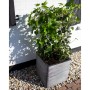 Capi Maceta cuadrada Nature Rib gris antracita 50x50 cm de , Maceteros y jardineras - Ref: Foro24-429057, Precio: 157,72 €, D...