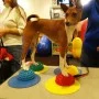 FitPAWS Accesorios de entrenamiento 4 unidades amarillo y azul by FitPAWS, Pet Exercise Equipment - Ref: Foro24-433829, Price...