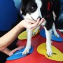 FitPAWS Accesorios de entrenamiento 4 unidades amarillo y azul de FitPAWS, Equipos para el ejercicio de mascotas - Ref: Foro2...