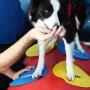 FitPAWS Accesorios de entrenamiento 4 unidades amarillo y azul by FitPAWS, Pet Exercise Equipment - Ref: Foro24-433829, Price...