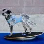 FitPAWS Soporte para donut gris 63 cm de FitPAWS, Equipos para el ejercicio de mascotas - Ref: Foro24-433821, Precio: 65,42 €...