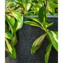 Capi Macetero Waste Smooth gris 43x41 cm de , Maceteros y jardineras - Ref: Foro24-442104, Precio: 70,53 €, Descuento: %