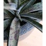 Capi Macetero Waste Smooth gris 43x41 cm de , Maceteros y jardineras - Ref: Foro24-442104, Precio: 70,53 €, Descuento: %
