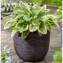 Capi Macetero Nature Rib marrón oscuro 54x52 cm de , Maceteros y jardineras - Ref: Foro24-434841, Precio: 183,57 €, Descuento: %