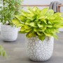 Capi Macetero ovalado Clay gris marfil 43x41 cm de , Maceteros y jardineras - Ref: Foro24-429064, Precio: 76,96 €, Descuento: %