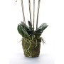 Emerald Orquídea artificial con musgo blanca 90 cm 20.355 de , Flora artificial - Ref: Foro24-414484, Precio: 134,41 €, Descu...