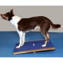 FitPAWS Tabla balancín gigante azul 75x75 cm de , Equipos para el ejercicio de mascotas - Ref: Foro24-433828, Precio: 221,08 ...