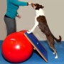 FitPAWS Tabla balancín gigante azul 75x75 cm de , Equipos para el ejercicio de mascotas - Ref: Foro24-433828, Precio: 221,08 ...
