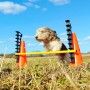 FitPAWS Juego de obstáculos de , Equipos para el ejercicio de mascotas - Ref: Foro24-433823, Precio: 191,46 €, Descuento: %