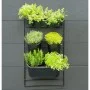 Nature Kit de pared para jardín vertical de Nature, Maceteros y jardineras - Ref: Foro24-434650, Precio: 72,58 €, Descuento: %