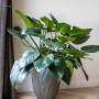 Capi Jarrón elegante Groove gris antracita 46x58 cm de , Maceteros y jardineras - Ref: Foro24-445501, Precio: 147,64 €, Descu...