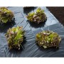 Nature Lona de suelo negro 3x4 m 150µ de , Accesorios de jardinería - Ref: Foro24-446376, Precio: 23,86 €, Descuento: %