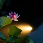 Ubbink Lámpara subacuática para estanques LED Aqua foco 6W de , Accesorios para estanques y fuentes - Ref: Foro24-428553, Pre...