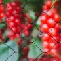 Nature Red protectora de pájaros negra Primo 10x4 m 6030406 de , Accesorios de jardinería - Ref: Foro24-409382, Precio: 26,10...